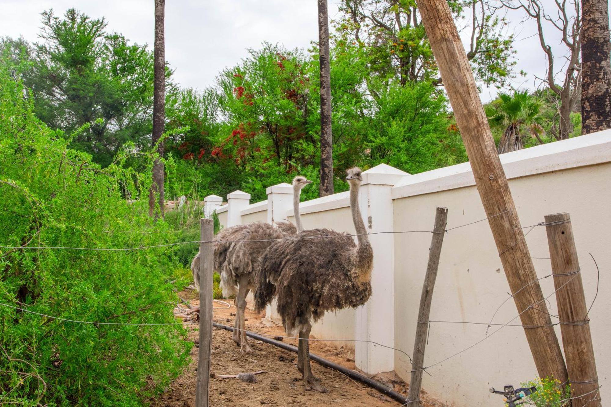 Bakenskraal Ostrich Palace Oudtshoorn Εξωτερικό φωτογραφία