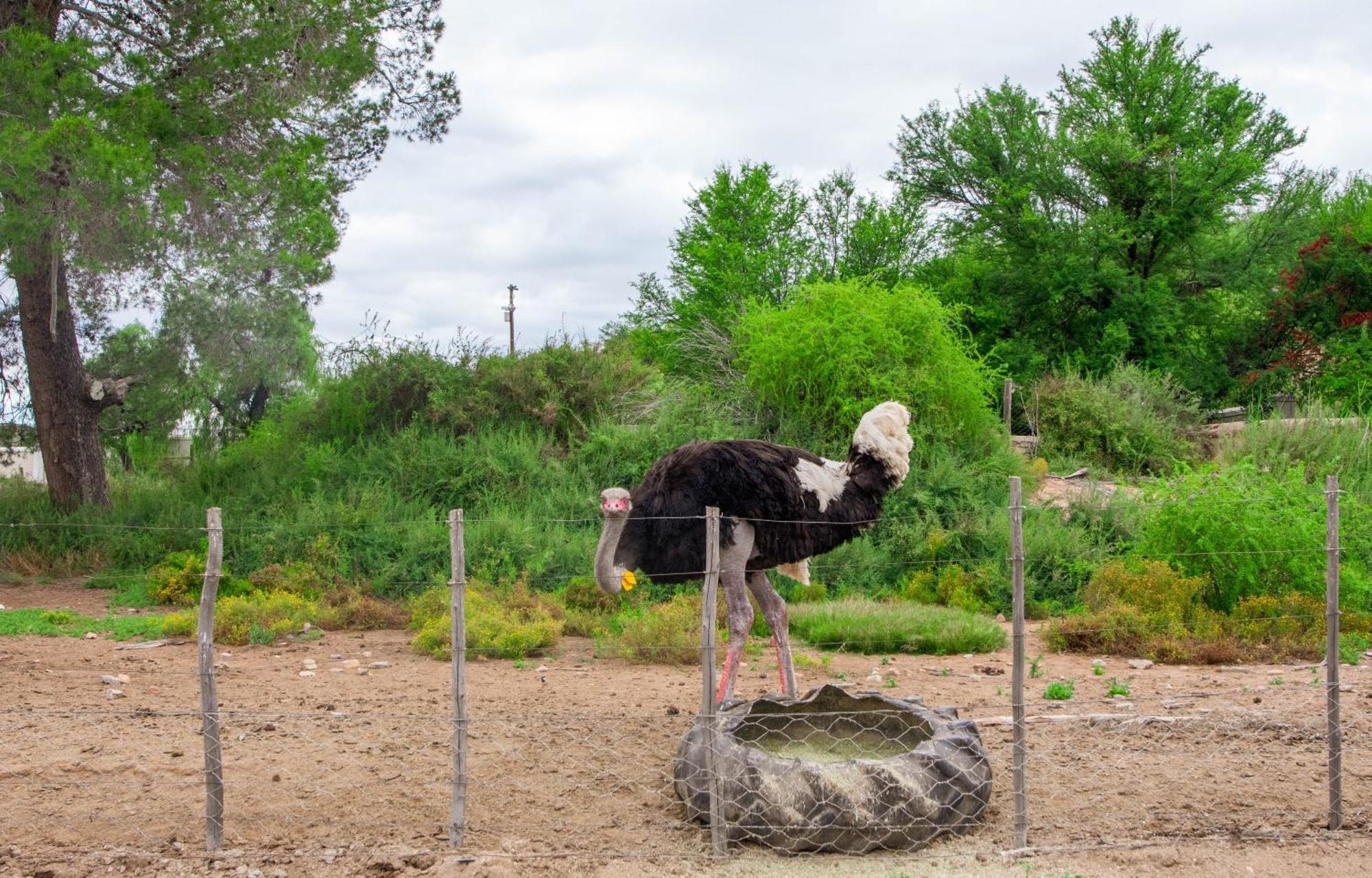 Bakenskraal Ostrich Palace Oudtshoorn Εξωτερικό φωτογραφία